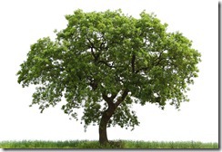 iStock_000011991468Medium